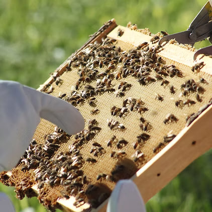 Bee 1