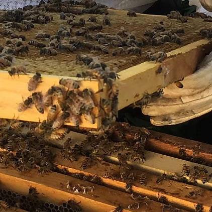 Bee 2
